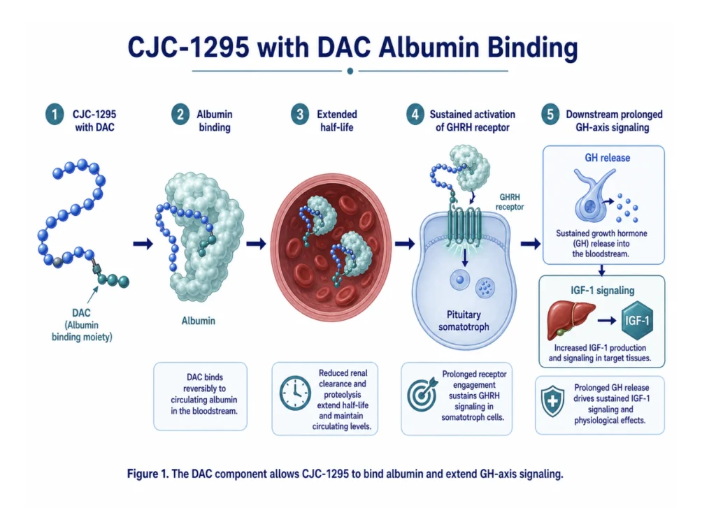 CJC-1295 with DAC albumin binding mechanism diagram
