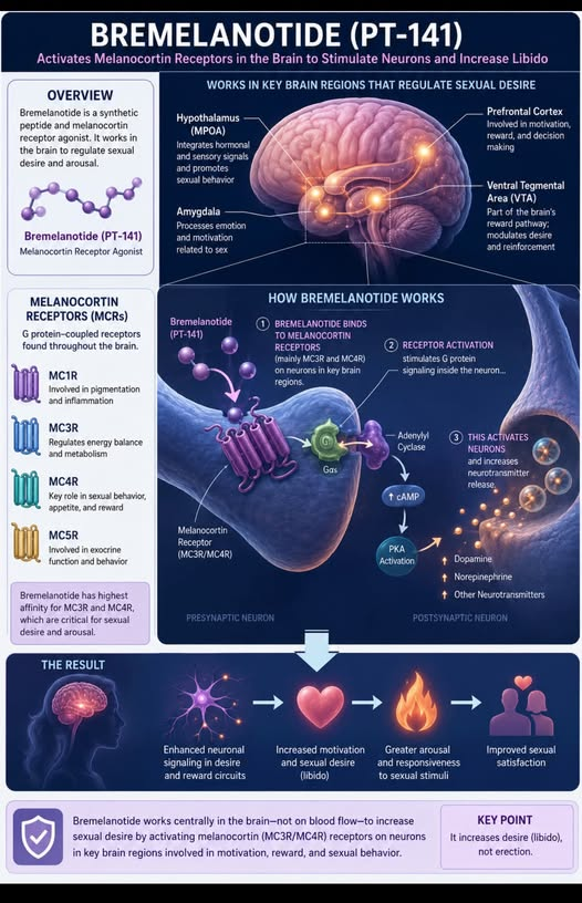 PT-141 (Bremelanotide) mechanism of action infographic showing melanocortin receptor pathways